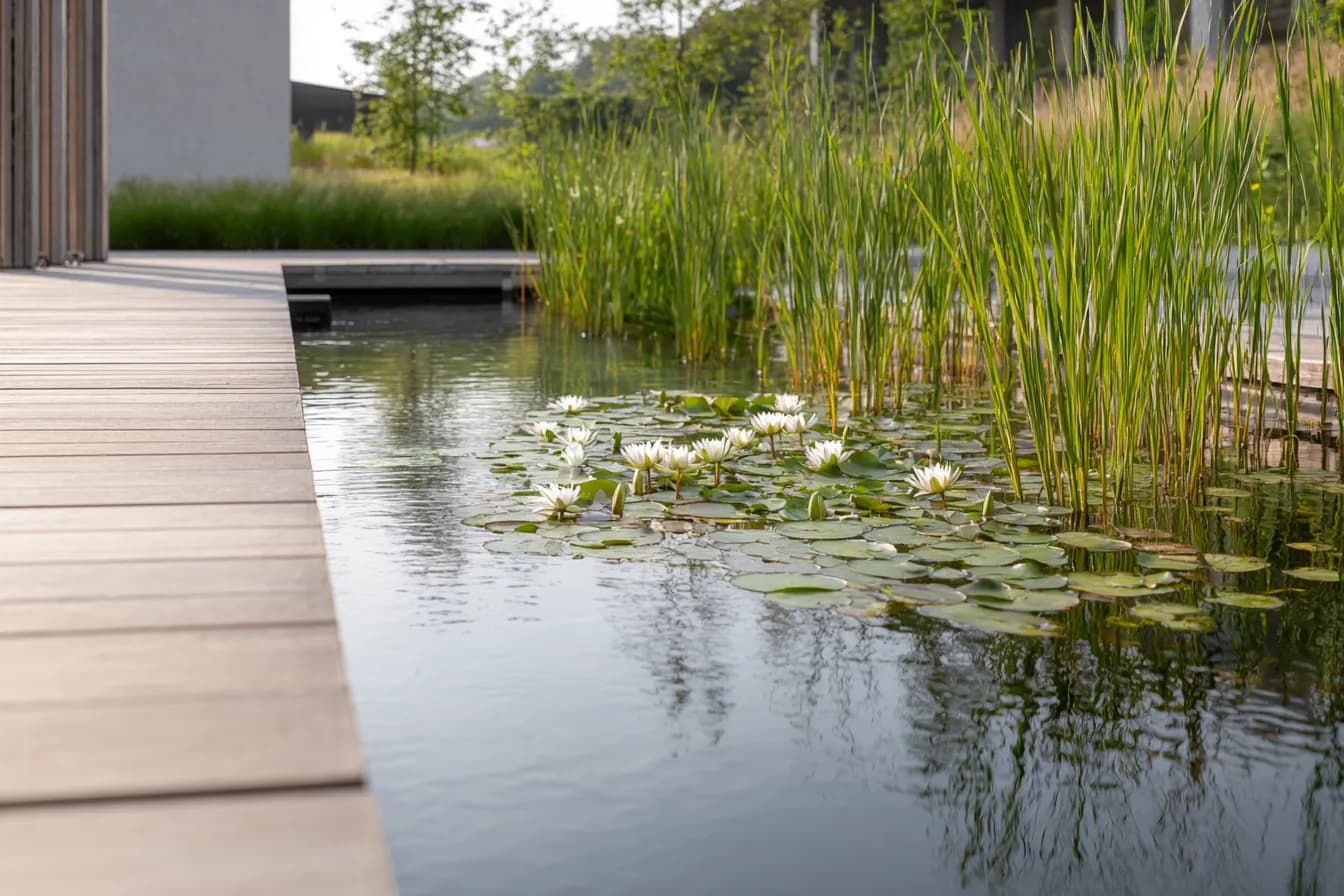 Naturpool mit klarem Flachwasserbereich und bepflanzter Regenerationszone — Wasseraufbereitung ohne Chemie